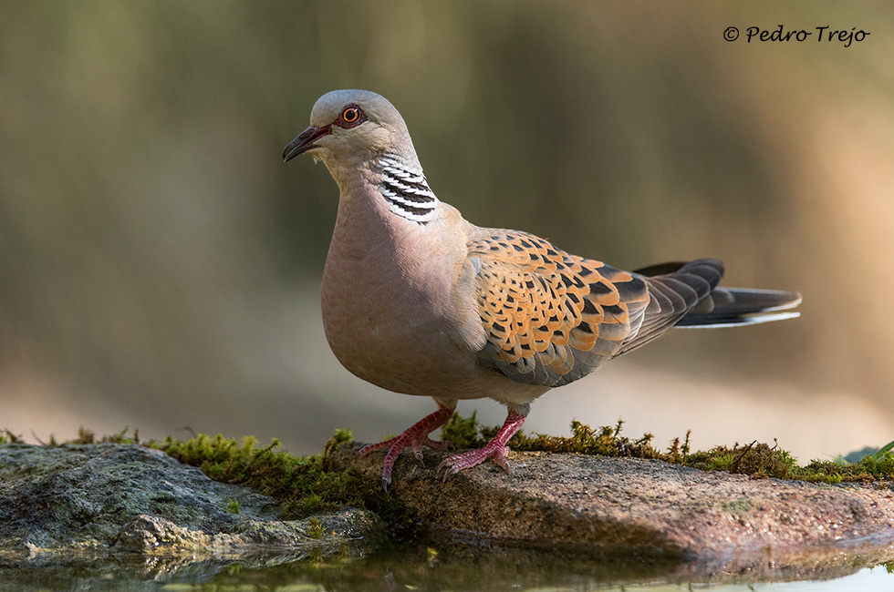 Tortola común (Streptopelia turtur)